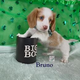 Bruno - Piebald male Dachshund puppy in Waseca, Minnesota from Dragonfly Doxies