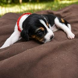 Red girl - Tri-colored female Treeing Walker Coonhound puppy in Lovelady, Texas from 3 Color Kennel