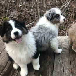 Australian Shepherd Puppies from Black Pond Australian Shepherds