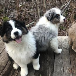 Australian Shepherd Puppies from Black Pond Australian Shepherds