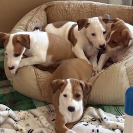 Italian Greyhound puppies from Desert Sky Italian Greyhounds