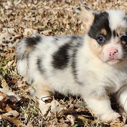 American Corgis and Pembroke Welsh Corgis from Amanda's Corgi Puppies