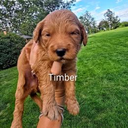 Timber - Red  male Goldendoodle puppy in Red Oak, Iowa from Fisher Pups-Stay Golden with a Doodle