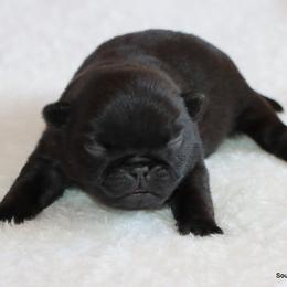 Timmy - Black male Pug puppy in Winnsboro, Texas from Southern pugs
