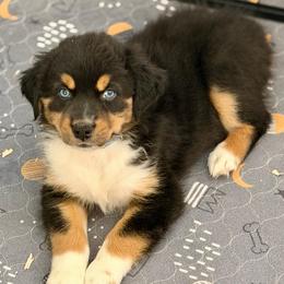 Iris - Black tri-color female Australian Shepherd puppy in Clover, South Carolina from Jo’s Aussies