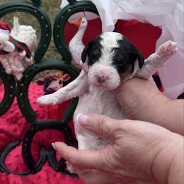 Charm - Tri-color male Cavapoo puppy in Mount Vernon, Texas from S and J Cavapoos