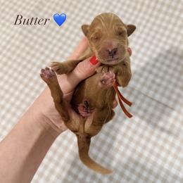 Butter - Red  male Goldendoodle puppy in La Porte, Texas from B+C Doodles