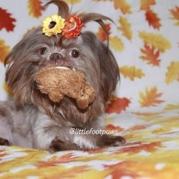 Branch - Liver Shih Tzu puppy in Texas from Little Foot Paws 🐾