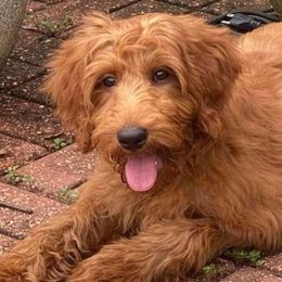 Goldendoodles from Jonette Marshall's Goldendoodles