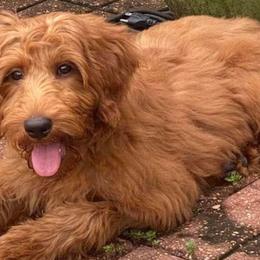 Goldendoodles from Jonette Marshall's Goldendoodles