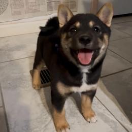 Vidia - Black and tan female Shiba Inu puppy in Las Vegas, Nevada from GBs Shiba Inu's