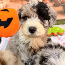 Echo - Blue merle female Aussiedoodle puppy in Dickerson, Maryland from Pawsome Aussie Doodles and Oodles
