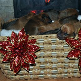 Puppy - Red wheaten male Rhodesian Ridgeback puppy in Bronson, Florida from Chioke Rhodesians