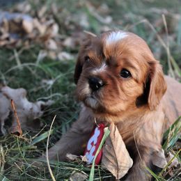 Girl 1 - Cavalier King Charles Spaniel puppy in Brookings, South Dakota from Precious Pooches Cavalier King Charles Spaniels
