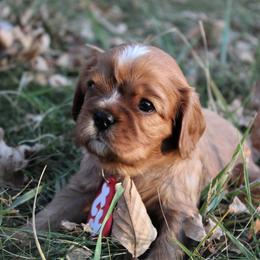 Girl 1 - Cavalier King Charles Spaniel puppy in Brookings, South Dakota from Precious Pooches Cavalier King Charles Spaniels