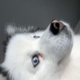 Pomsky Puppies from Pomskies By L&M