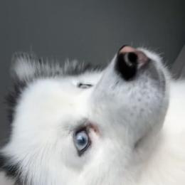 Pomsky Puppies from Pomskies By L&M