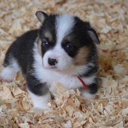 "Red collar male full registration" Pembroke Welsh Corgi Puppies from Smiling J Ranch Corgis