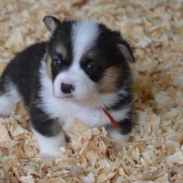 "Red collar male full registration" Pembroke Welsh Corgi Puppies from Smiling J Ranch Corgis