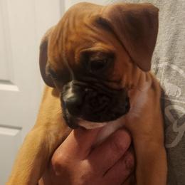 Jesse - Fawn male Boxer puppy in Toledo, Ohio from Julie Wilmore Olympic Boxers