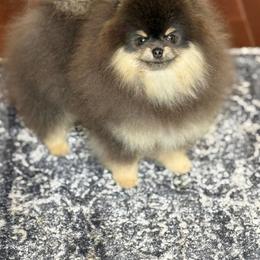 Choxen - Blue and tan male Pomeranian puppy in Willis, Texas from Treasured Jewels Pomeranians