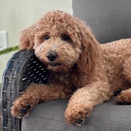 Daisy - Goldendoodle