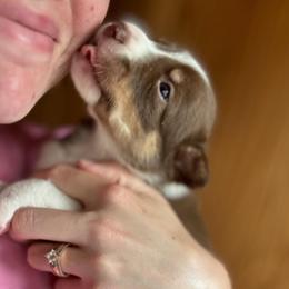 Border Collie Puppies from Chasing Dreams Border Collies