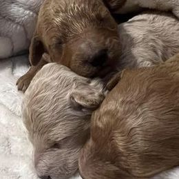 Aussiedoodles, Cavapoos, and Poodles from J&K Kennels