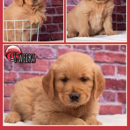 Hammy - Dark golden male Golden Retriever puppy in Driggs, Idaho from SK Golden Retrievers