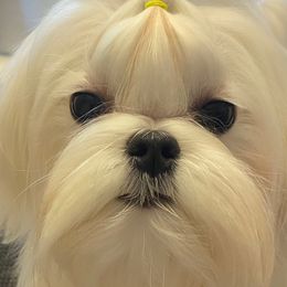 Vixen - Maltese