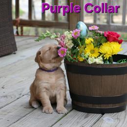 Purple collar - Golden male Golden Retriever puppy in Cartersville, Georgia from Lakeside Golden Retrievers