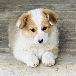 Pembroke Welsh Corgi All Grown Up from Newton Hay & Cattle