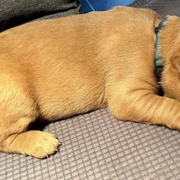 Labrador Retriever Puppies from West Wind Farm’s Labradors & Livery