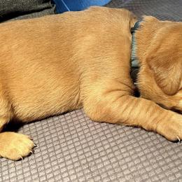 Labrador Retriever Puppies from West Wind Farm’s Labradors & Livery