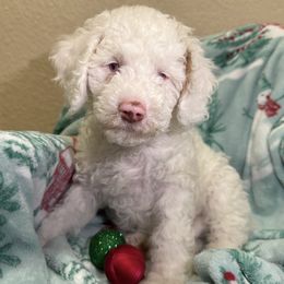 Blue Spruce - Cream male Cavapoo puppy in Austin, Texas from Doodles of Central Texas