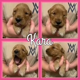Bernese Mountain Dog and Golden Retriever Puppies from Happy Tails Family Farm