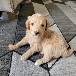 Finley - Apricot male Goldendoodle puppy in Mayville, Michigan from Guiding Light Doodles