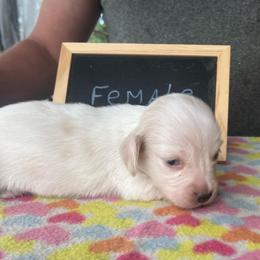 Lainey - Piebald female Dachshund puppy in Sharon Springs, New York from Show Us The Way Homestead