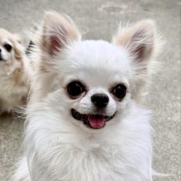 Jagger - Chihuahua