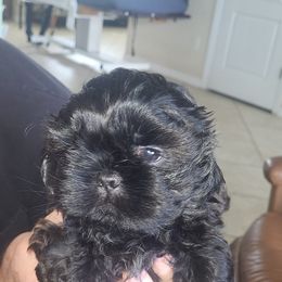 Boy 1 - Black male Shih Tzu puppy in Hudson, Florida from My Boujee Shih Tzu Life