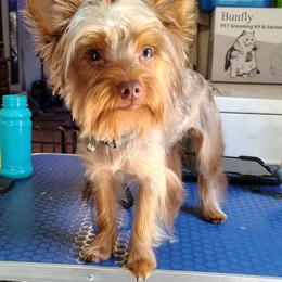 Lux - Biewer Terrier