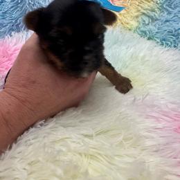 Orange - Blue and gold male Yorkshire Terrier puppy in Milton, Florida from Sassenach Yorkie Kennels