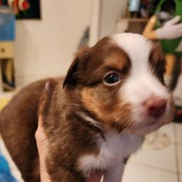 Girl 1 - Red & white female Toy Australian Shepherd puppy in Ocala, Florida from Crazy Aussie Chaos
