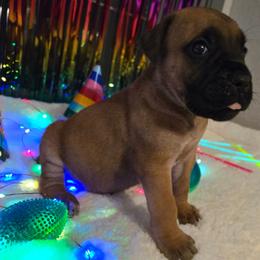 COLA - Fawn male Cane Corso puppy in St. Augustine, Florida from RG2 Cane Corsos