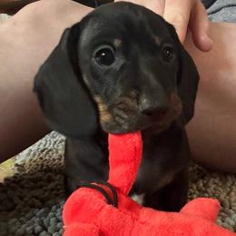 Lark - Black and tan male Dachshund puppy in Richmond, Kentucky from Cemcade Dachshunds