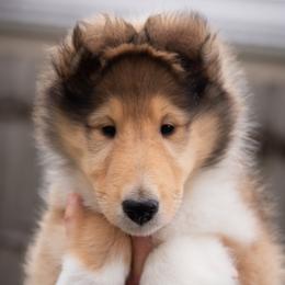 Collie puppies from Covenant Collies