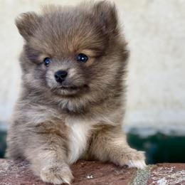 Pomeranian puppies from Adelia’s Adorable Poms