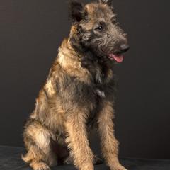 Belgian Laekenois Puppies from Kettle Moraine Laekenois Wisconsin