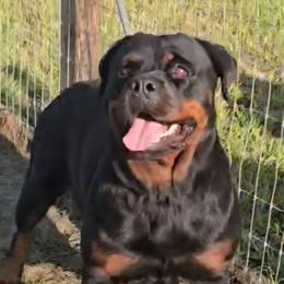 Nina - Black and tan female Rottweiler puppy in Lake City, Florida from Haus Der Wut Kennels