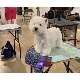 Happy - West Highland White Terrier